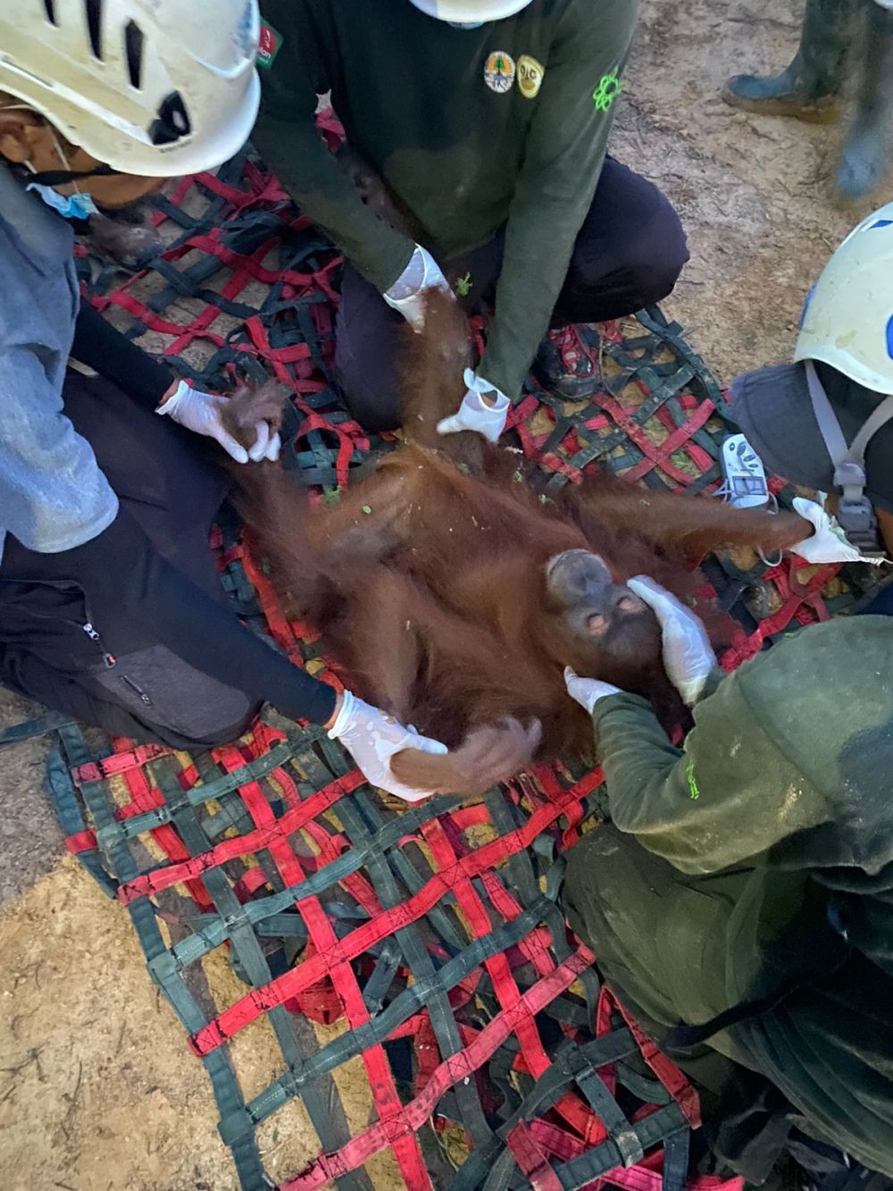 Masuk Perkebunan, BBKSDA Evakuasi dan Lepasliarkan Orangutan Sumatra