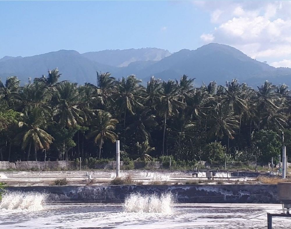Gak Ada IPAL, Tambak Udang di Lombok Timur Diduga Cemari Air Laut 
