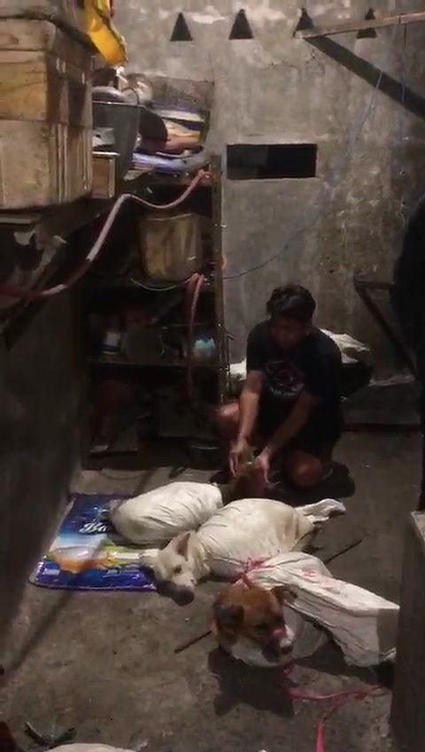 Rumah Jagal Anjing di Surabaya Digerebek 