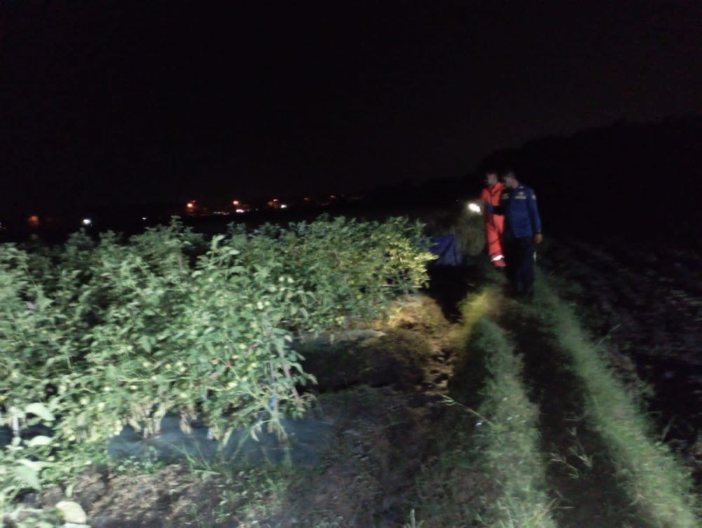 Petani di Bojonegoro Dililit Ular Piton Saat Panen Tomat di Sawah