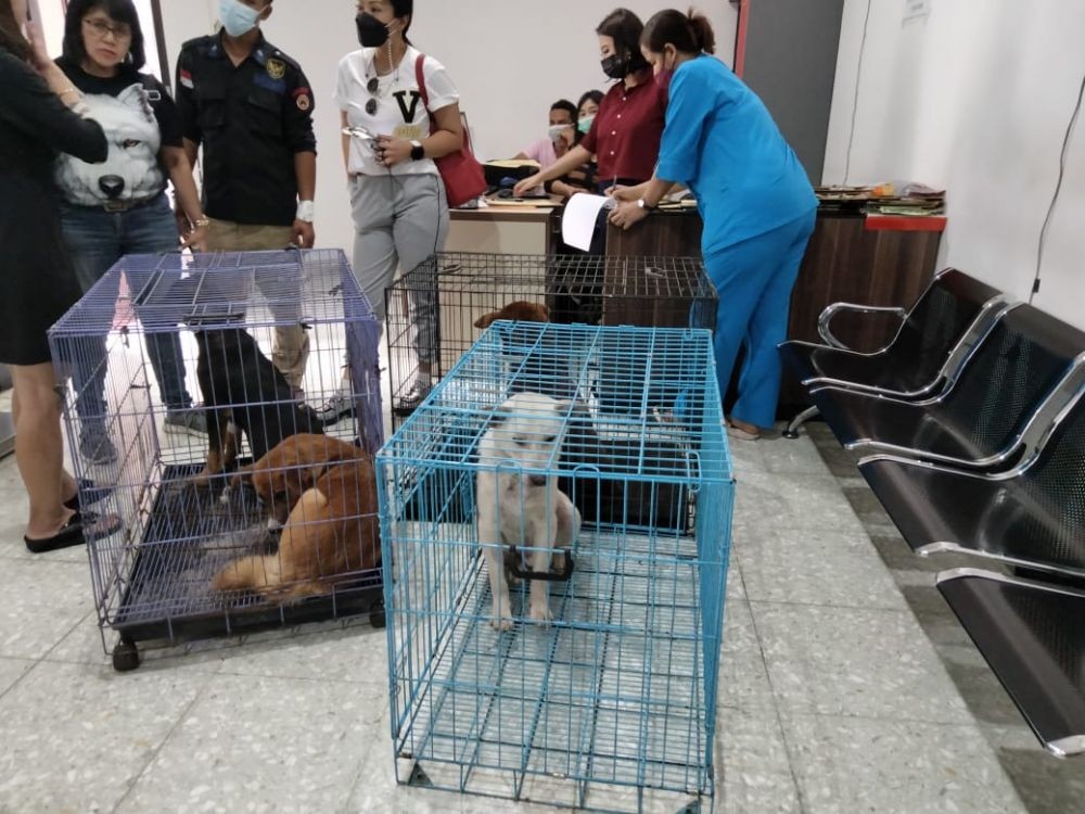 Belum Ada Tersangka Kasus Jagal Anjing Surabaya, Polisi Tak Serius?