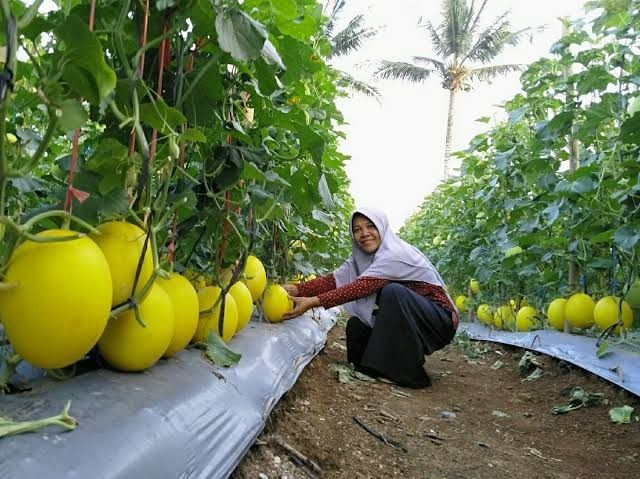 Ekonomi Lampung Triwulan Dua 2022 Naik, Hampir 30 Persen dari Pertanian