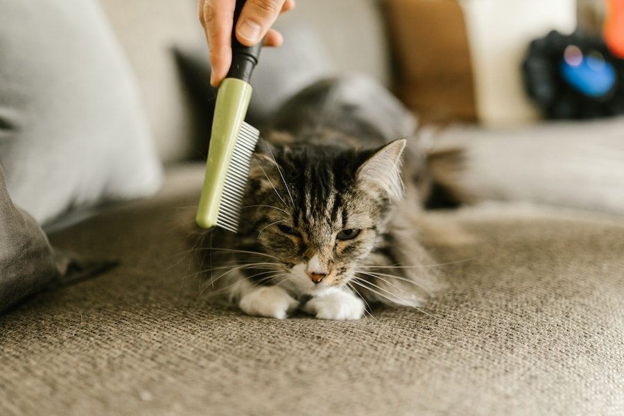 6 Cara Menghilangkan Kutu Kucing yang Efektif di Rumah