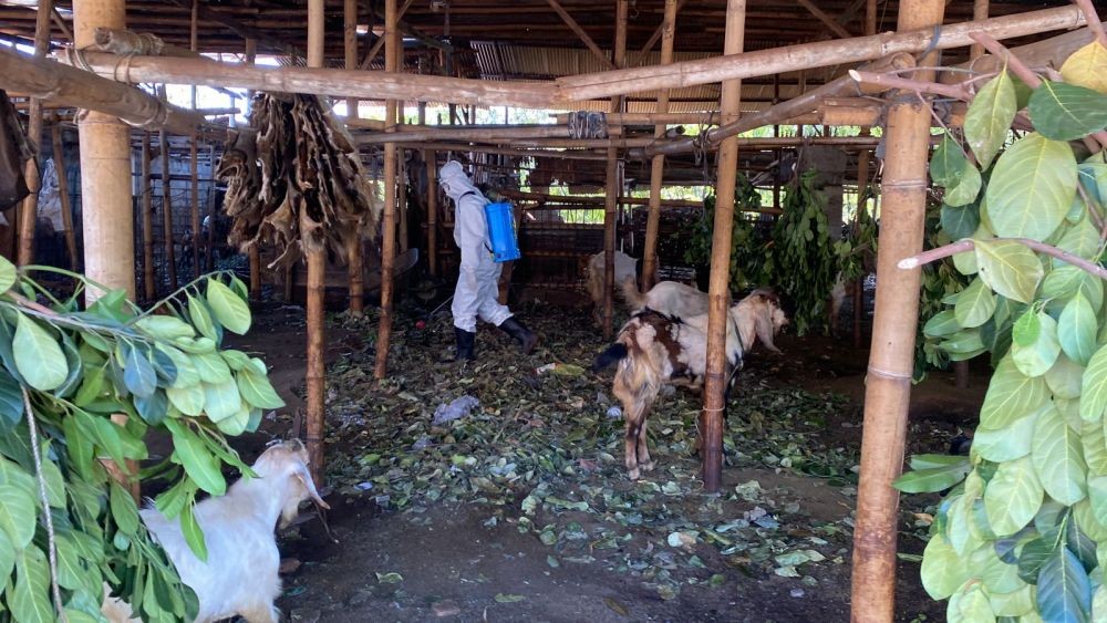 Kasus Melandai, 84.600 Ternak Kena PMK di Lombok Dinyatakan Sembuh