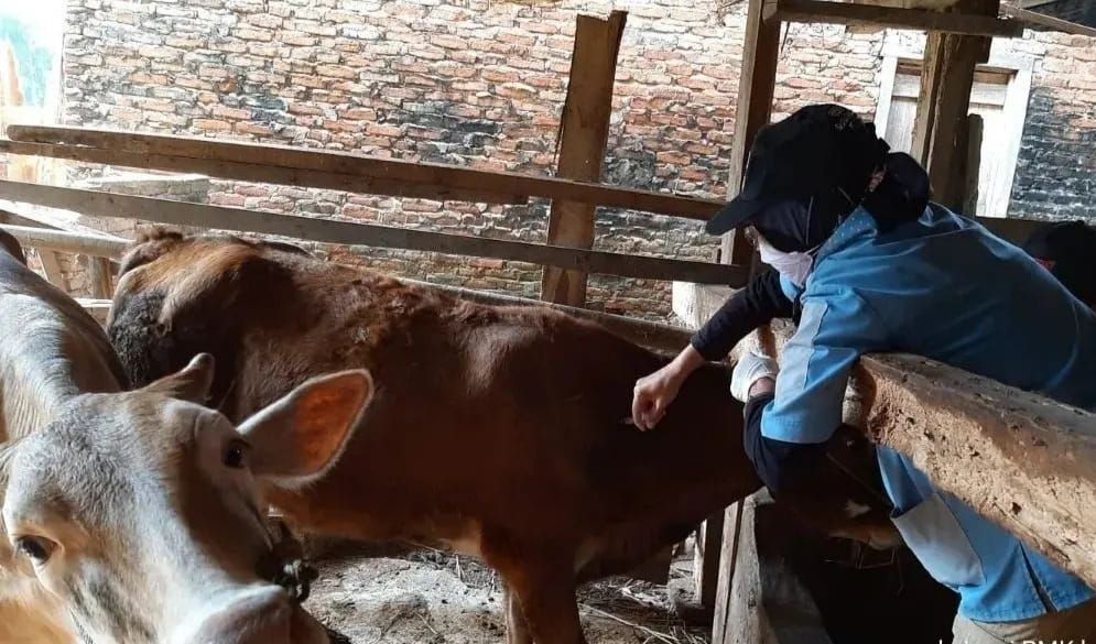 Antisipasi Penyebaran PMK, Vaksinasi Hewan di Bandung Digencarkan