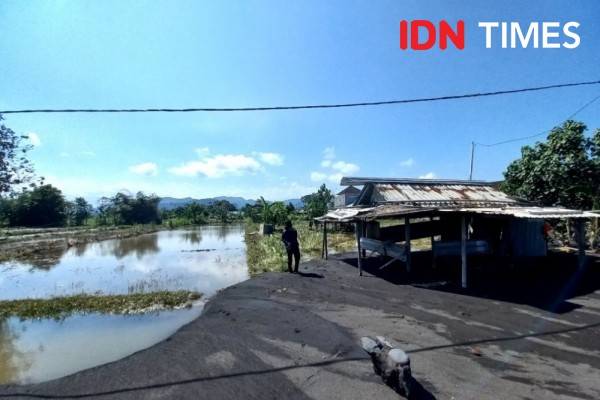 Banjir Rob Di Klungkung Rendam Lahan Pertanian Dan Penggaram