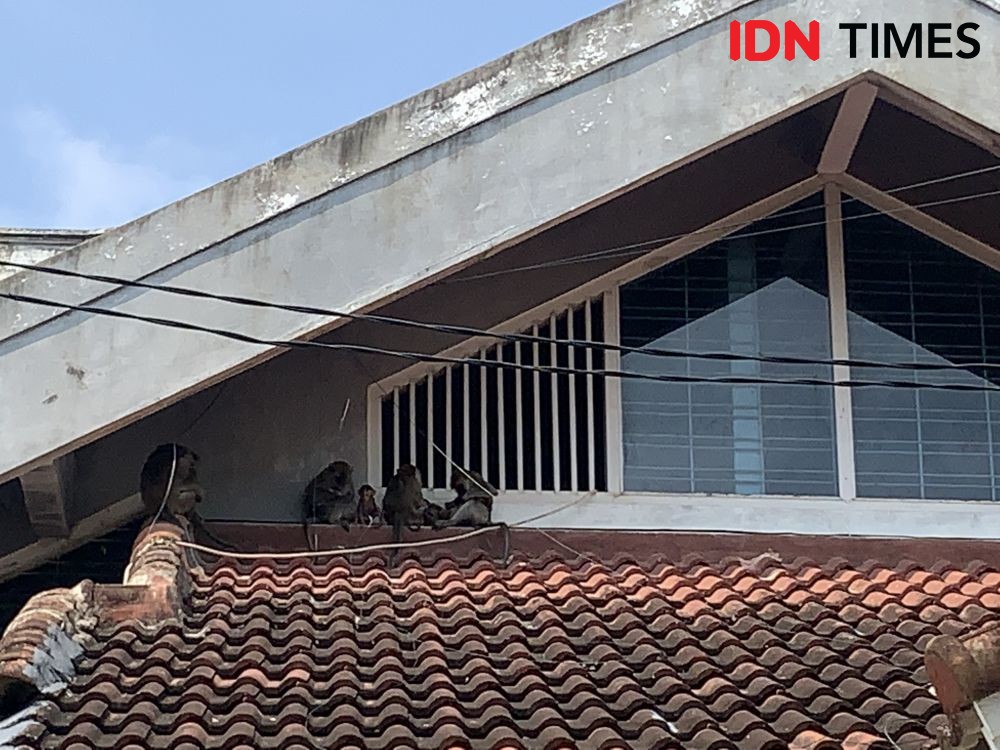 Warga Bandar Lampung Gemar Beri Makan Kera, Bisa Tertular Monkeypox?