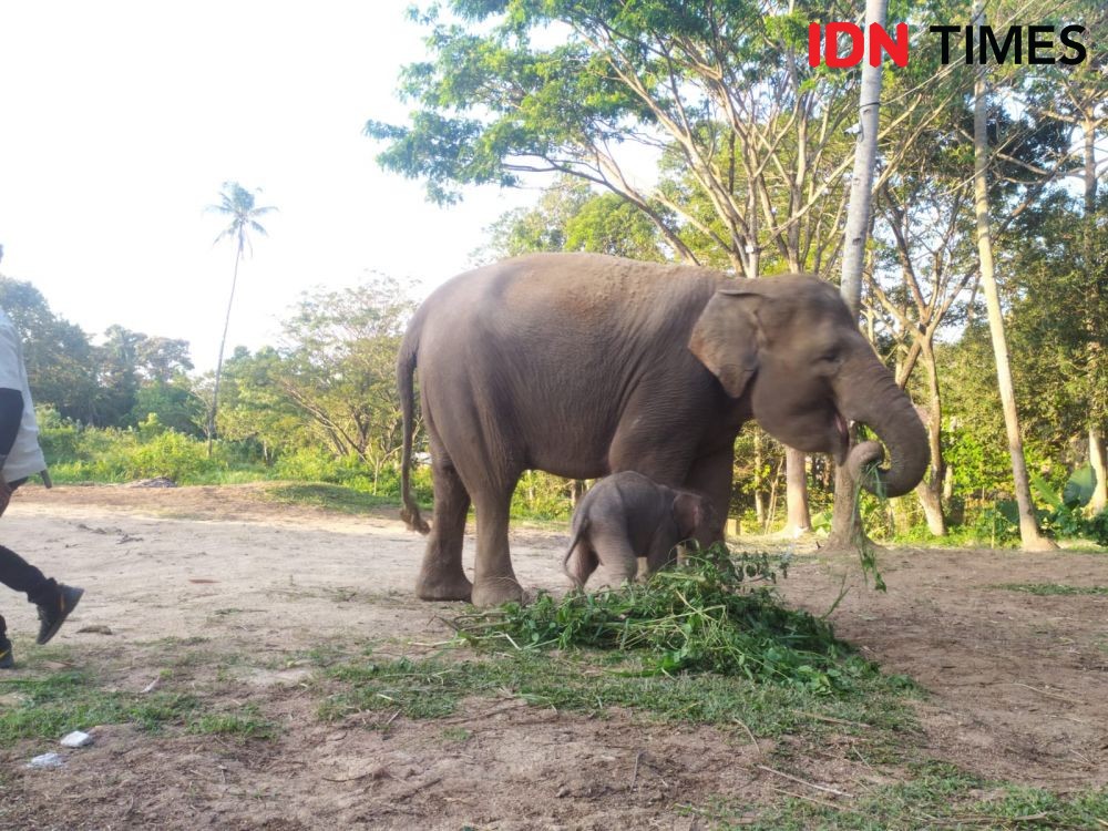 Kabar Gembira! Bayi Gajah Jantan Lahir di Taman Satwa Lembah Hijau