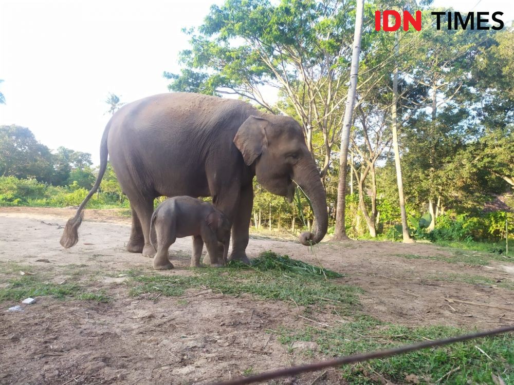 Kabar Gembira! Bayi Gajah Jantan Lahir di Taman Satwa Lembah Hijau