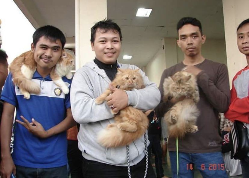 Komunitas Pecinta Kucing Lampung Ada Layanan Konsul Gratis 24 Jam
