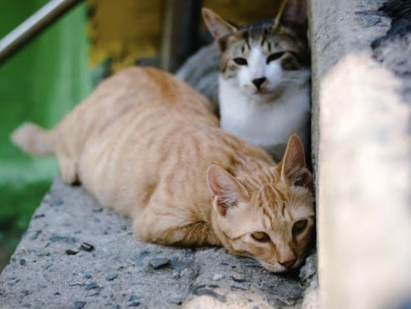 Kucing Ras Rawan Hilang? Ini Caranya Agar Bisa Balik ke Rumah Sendiri