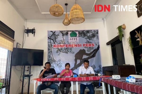 Statusnya Kritis, Tantangan Menyelamatkan Orangutan Semakin Besar