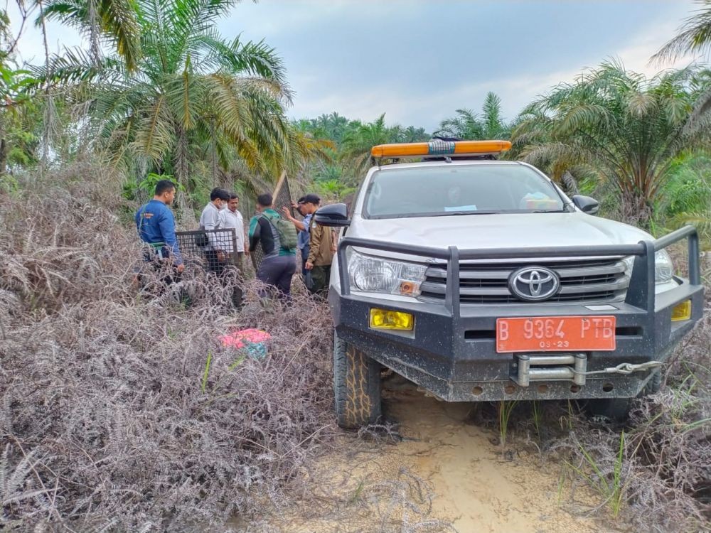 2 Harimau Sumatra Terpantau Masuk Perkebunan di Langkat