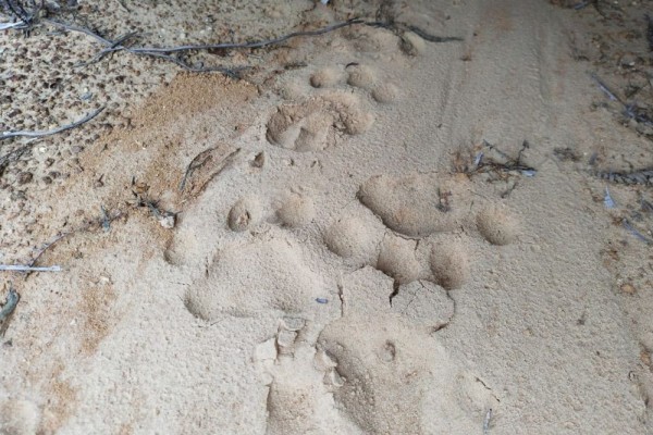 2 Harimau Sumatra Terpantau Masuk Perkebunan di Langkat