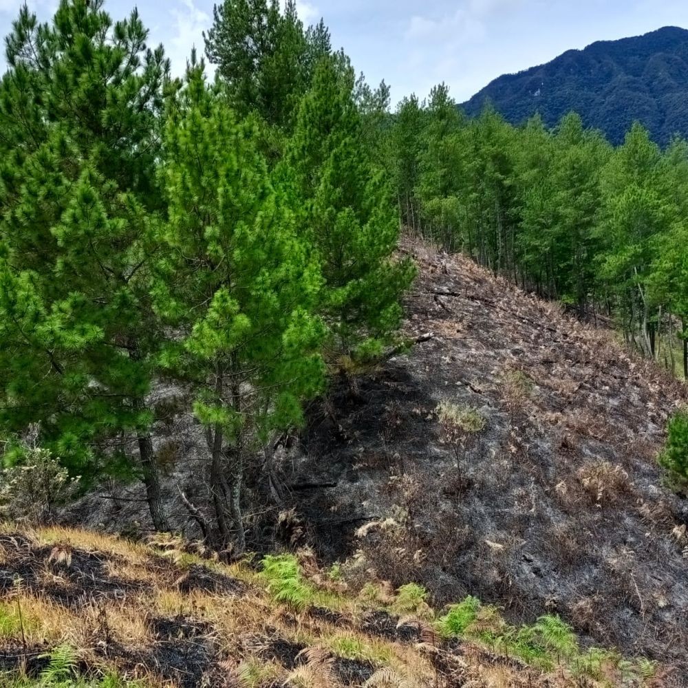 Kebakaran Hutan di Aceh Capai 39 Hektare, Termasuk Hutan Lindung 