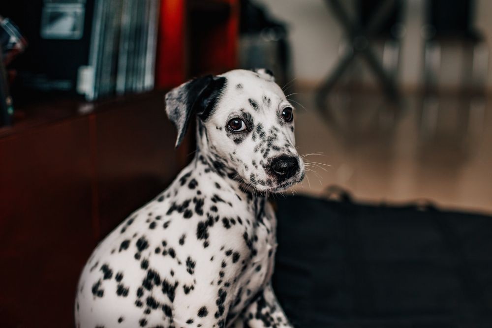 9 Fakta Menarik Anjing Dalmatian Punya Pola Bulu Yang Unik