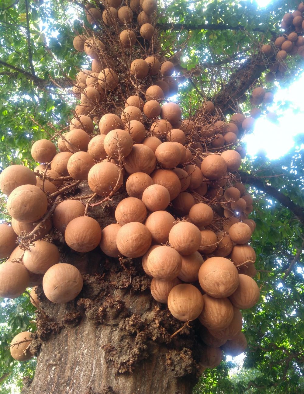 Mengenal Buah Kepel, Buah Tropis yang Kini Mulai Langka