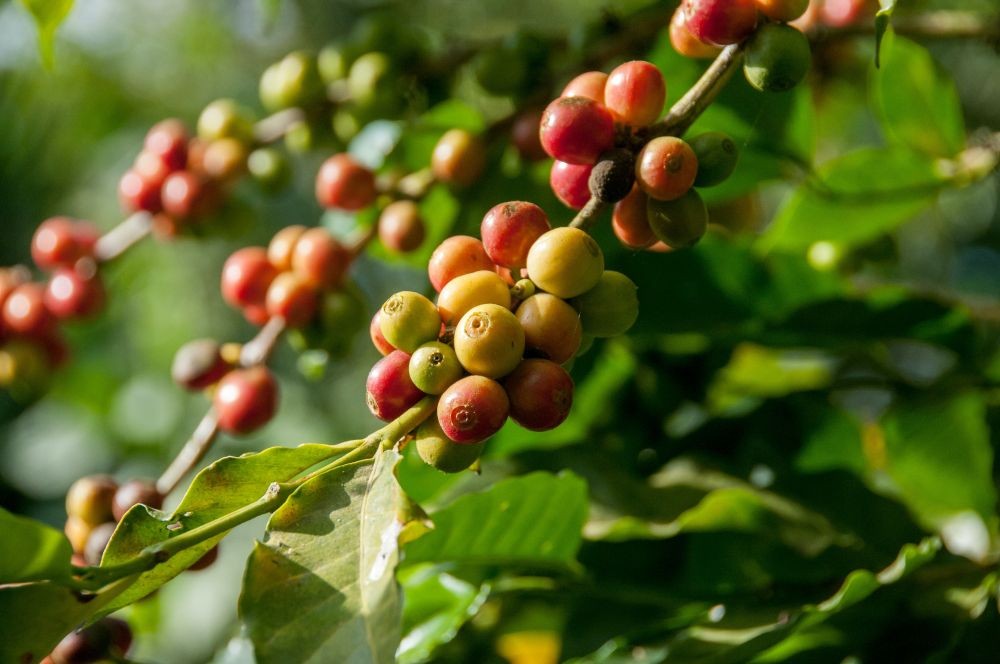 Proses Mengolah Kopi Dimulai Dari Biji Hingga Jadi Minuman 1677