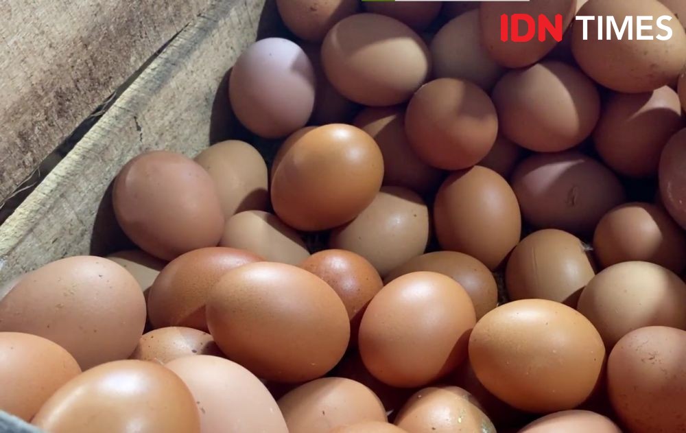Harga Telur Kalahkan Daging Ayam, Pedagang Akui Sepi Pembeli