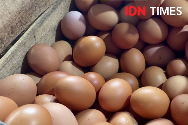 Pemprov Sulsel Klaim Harga Telur Ayam di Pasaran Mulai Stabil
