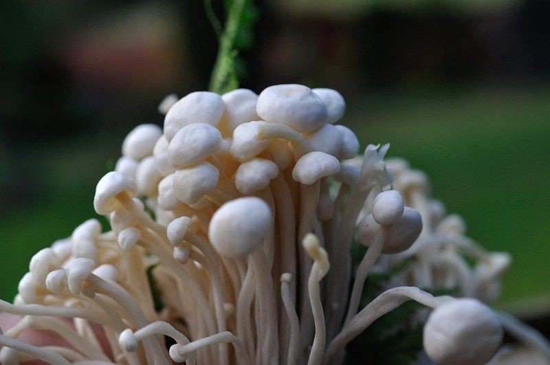 Budidaya Jamur Enoki Di Rumah Bisa Panen Setelah 14 Hari