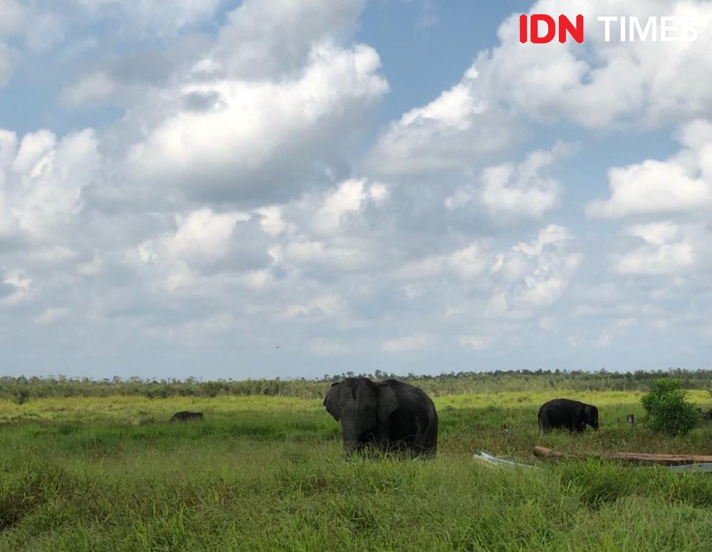 Viral Puluhan Gajah Sumatra Melintas Mendekati Perkebunan Warga