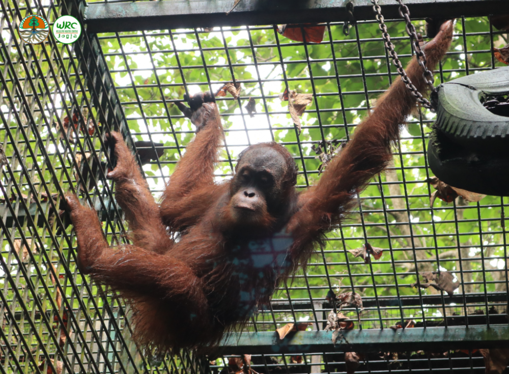 Kisah Tragis Jodet, Orangutan ‘Nyasar’ ke Sumenep Pulang ke Sumut