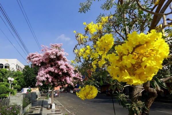 Tabebuya Mekar Cantik di Surabaya, Pemkot Akan Tambah Pohonnya
