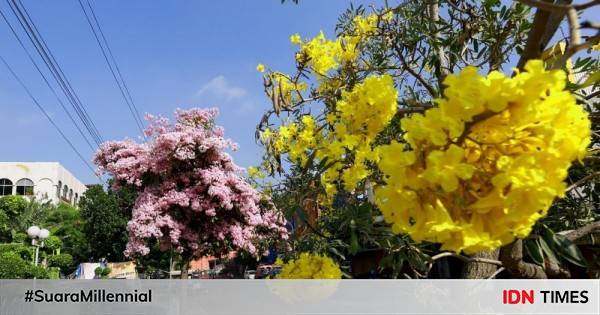 Tabebuya Mekar Cantik Di Surabaya, Pemkot Akan Tambah Pohonn