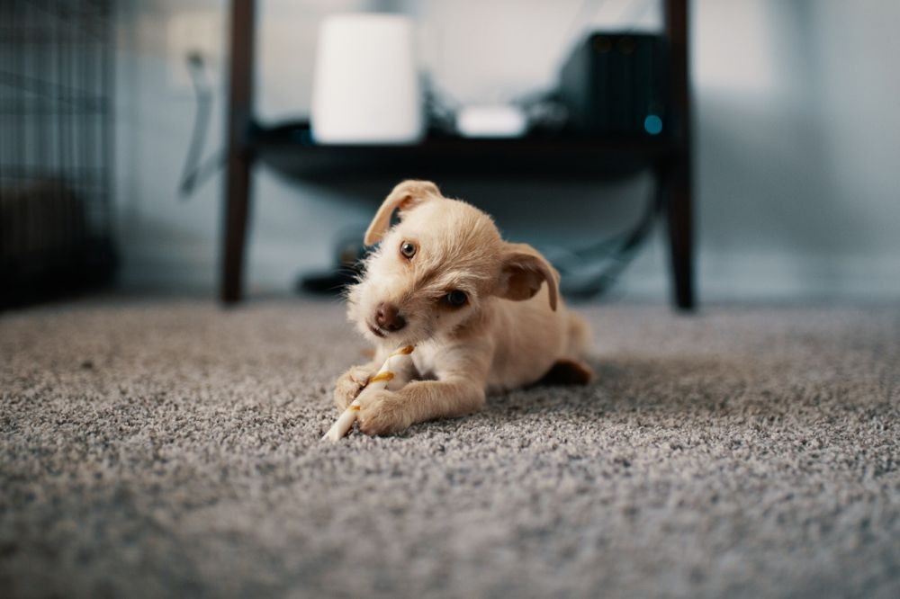 Pertanyaan Umum Soal Anjing Sahabat Terbaik Manusia