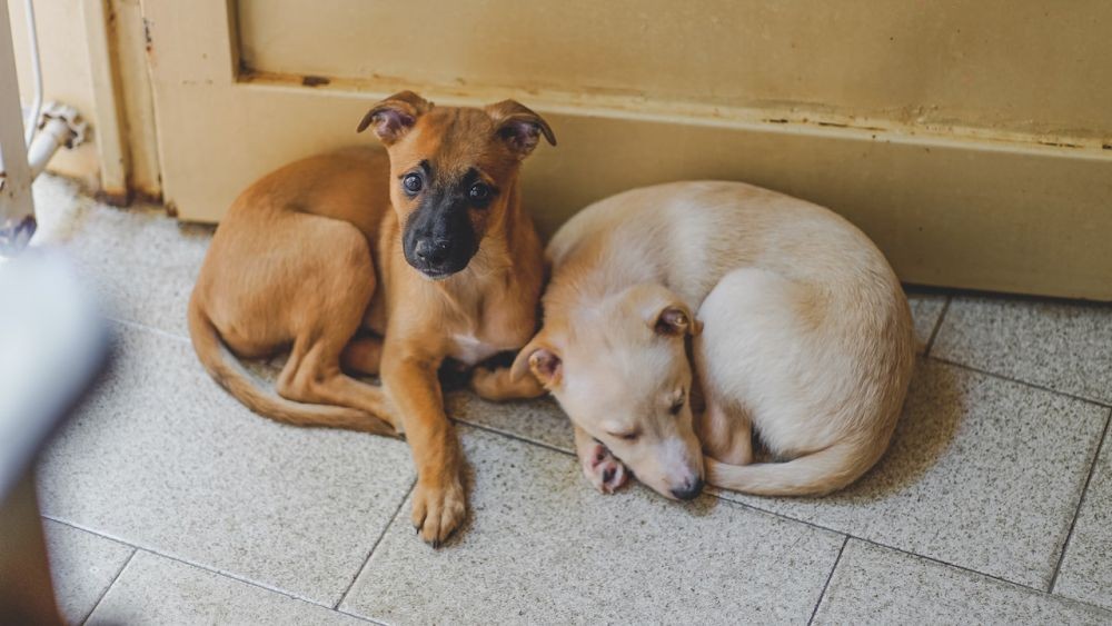 Pertanyaan Umum Soal Anjing Sahabat Terbaik Manusia