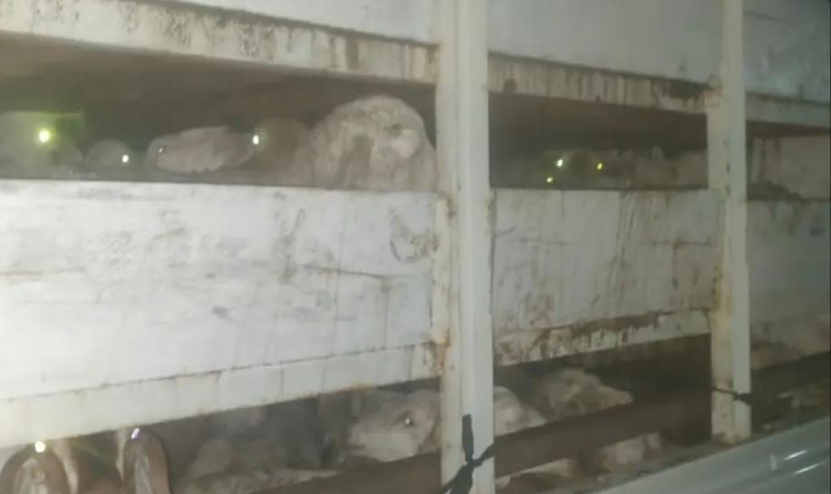 Nihil Dokumen Kesehatan, Hewan Ternak Batal Dikirim dari Bakauheni
