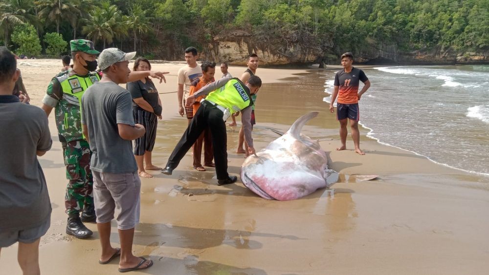 Dua Ekor Hiu Terdampar di Pantai Pacitan