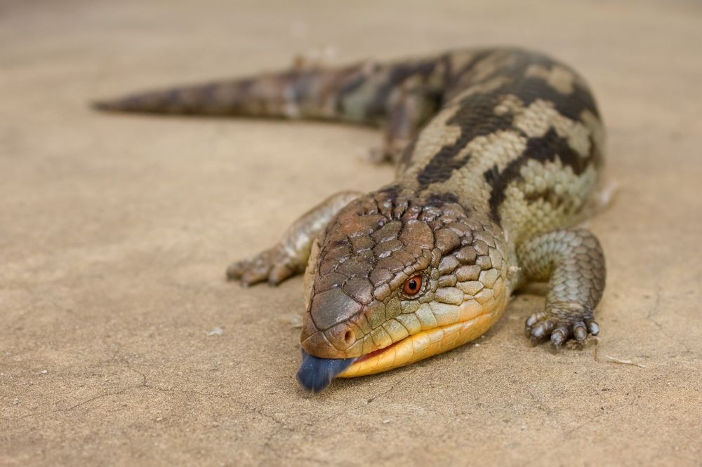 Muka Garang Hati Lembut, 10 Hewan Mengerikan Ini Sebenarnya Jinak