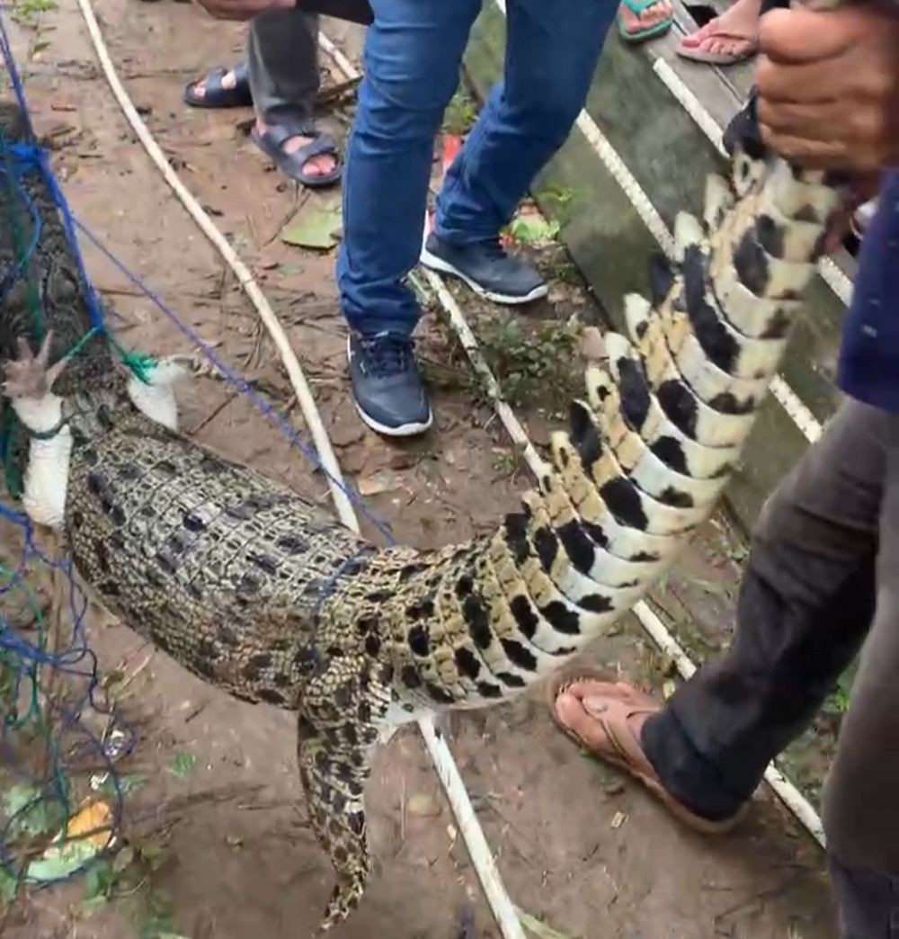 Buaya Sepanjang 2 Meter Terjebak di Pancing Ikan Milik Warga Muba