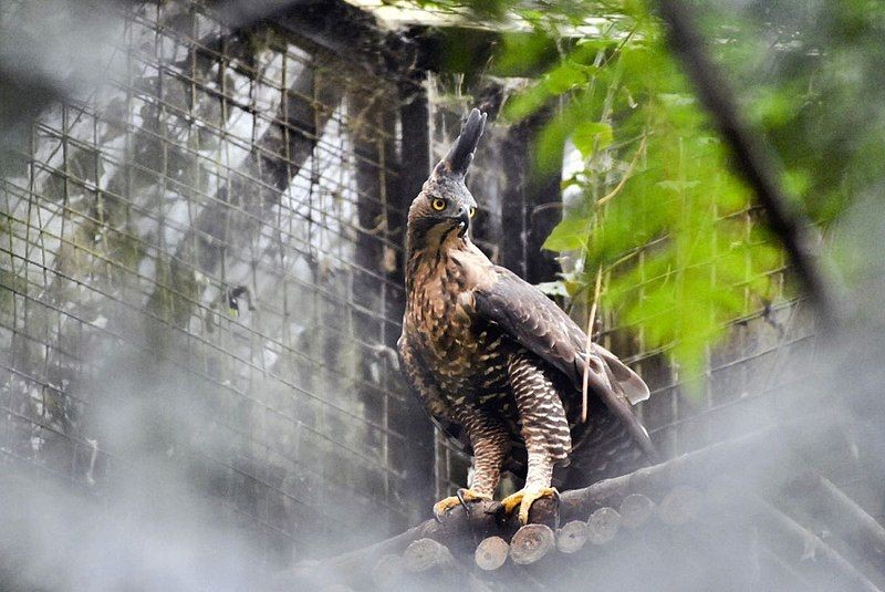 5 Fakta Elang Jawa, Burung Pemangsa Inspirasi Lambang Garuda