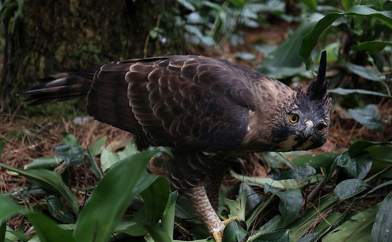 5 Fakta Elang Jawa, Burung Pemangsa Inspirasi Lambang Garuda