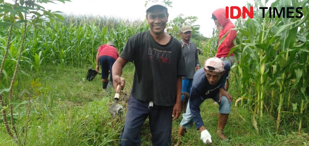 Puluhan Hektare Lahan Jagung di Sumbermulyo Bantul Diserang Tikus