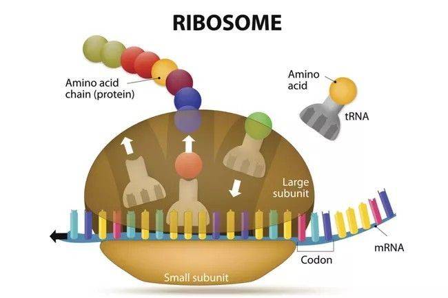 Ribosom: Pengertian, Fungsi, Dan Struktur