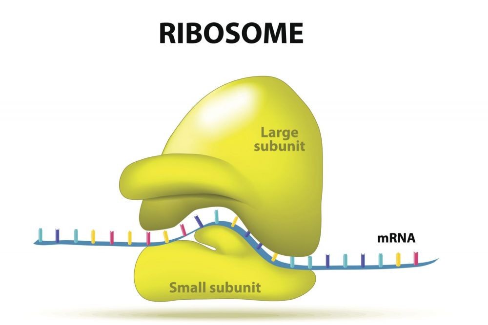 ribosom-pengertian-fungsi-dan-struktur