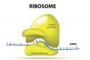 Ribosom Pengertian Fungsi Dan Struktur