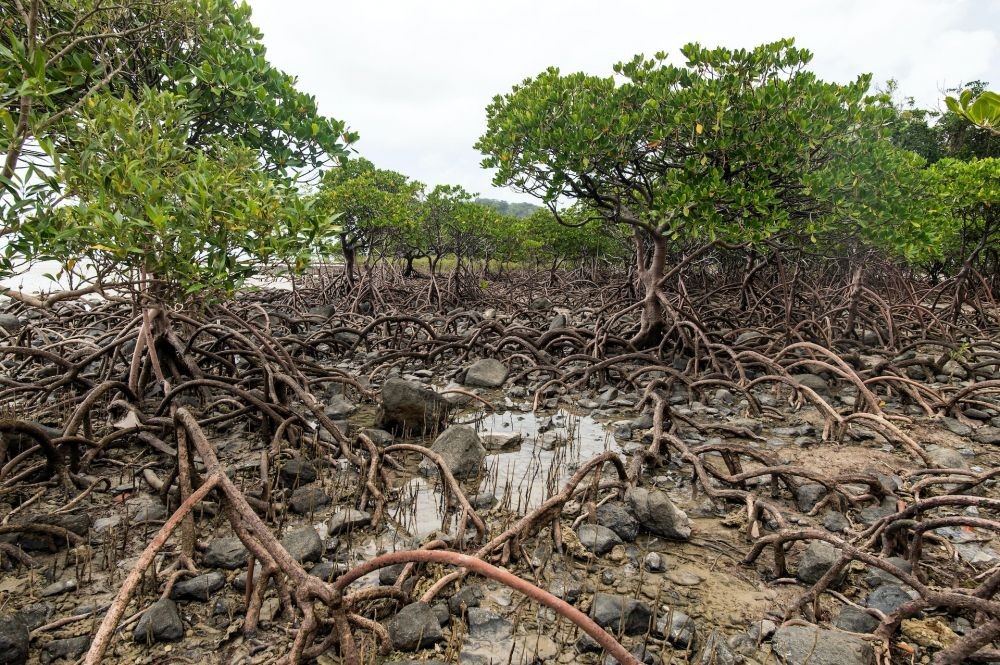 Hutan Mangrove Langkat Rusak, Petugas Dinas Kehutanan Diadang Warga
