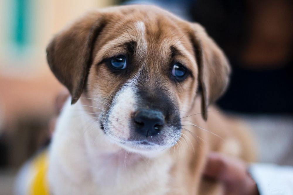 Apakah Anjing Bisa Menangis? Ini Penjelasanya