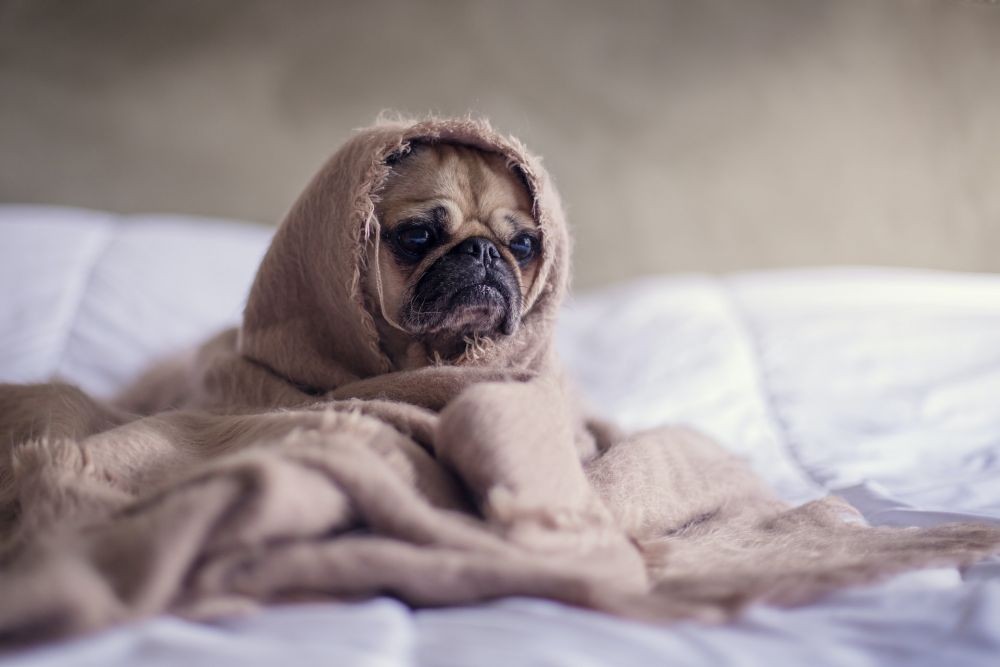 Apakah Anjing Bisa Menangis? Ini Penjelasanya