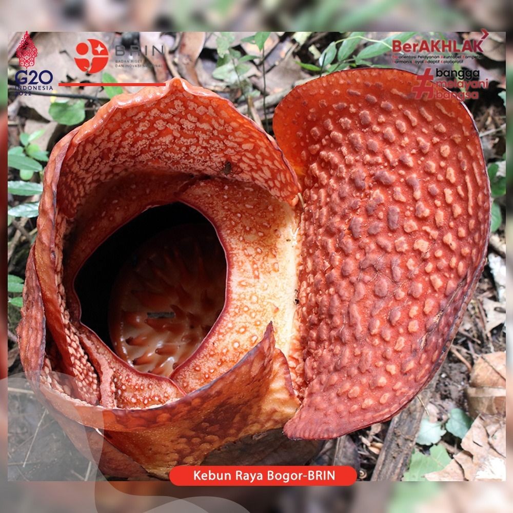 Rafflesia Arnoldii R.Br Tumbuh Mekar di Kebun Raya Bogor