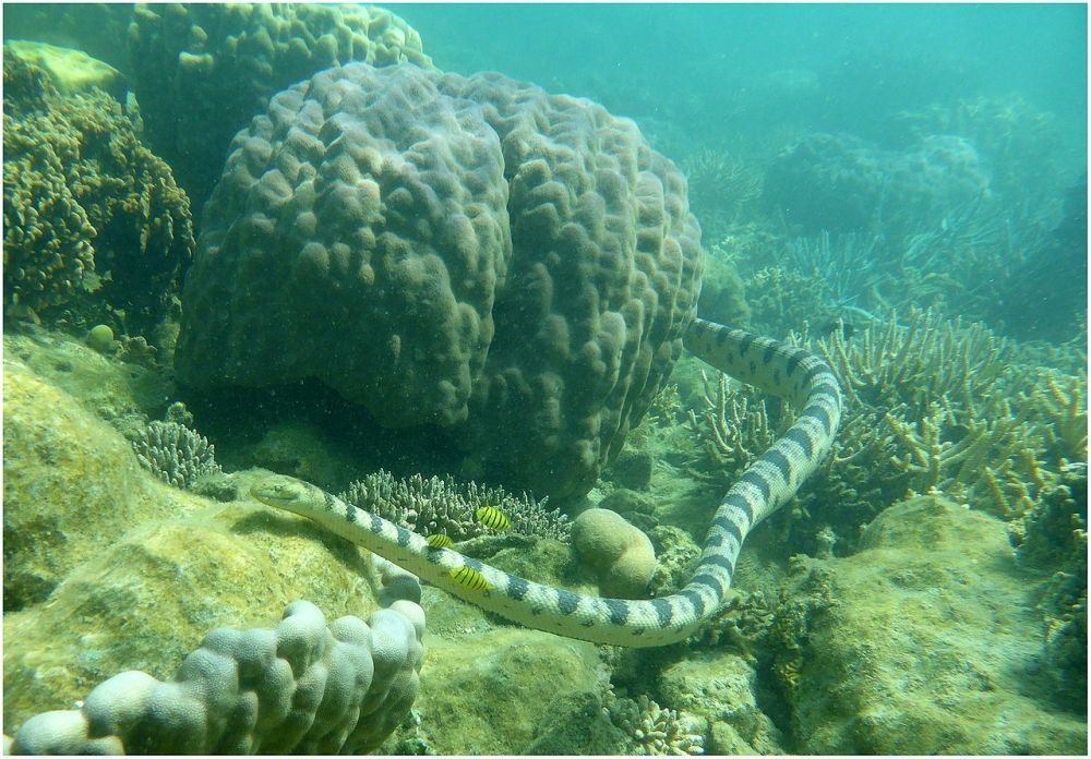 Kenali 7 Ular Laut Paling Berbahaya, Jangan Diganggu!