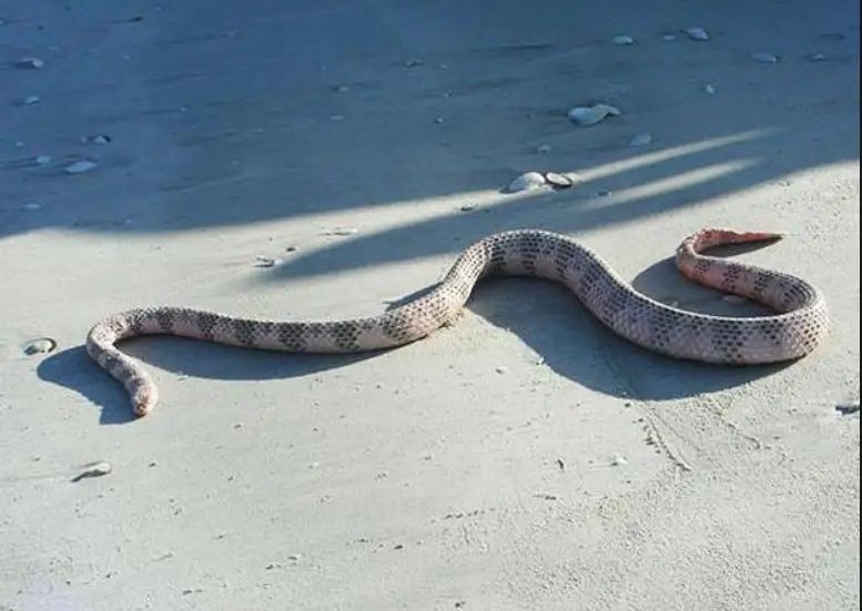 Kenali 7 Ular Laut Paling Berbahaya, Jangan Diganggu!