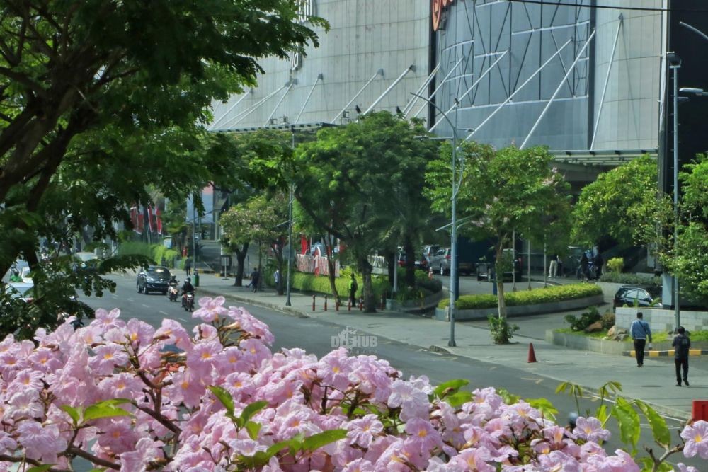 Potret Cantiknya Bunga Tabebuya Bermekaran Di Surabaya