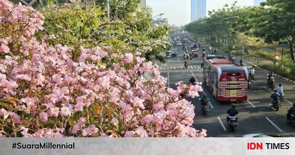 Potret Cantiknya Bunga Tabebuya Bermekaran Di Surabaya