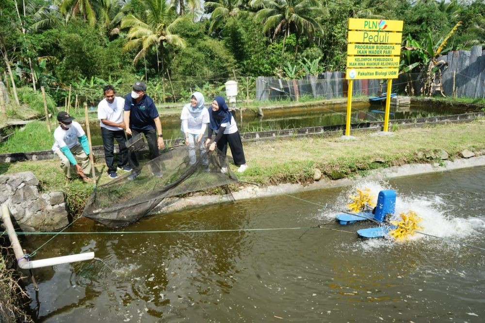 PLN dan Gamawader Berupaya Lestarikan Ikan Wader Pari